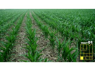 Property photo 5 - Land Auction 1035 Acres In 16 tracts - Farm Land - Sullivan Co. Indiana & Clark Co., Illinois